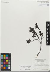 Foto von Salix glabra Scop. x Salix myrsinifolia Salisb.